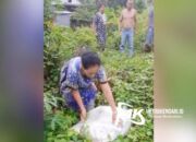 Heboh! Seorang Anak Ditemukan Tidak Sadarkan Diri Terbungkus Karung di Kolaka