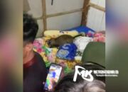 Video: Viral, Babi Misterius Pakai Masker Muncul di Kamar Warga di Konut