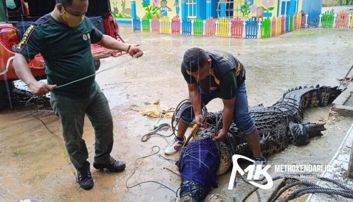 BKSDA Evakuasi Seekor Buaya Berukuran ‘Raksasa’ yang Gegerkan Warga Bombana