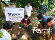 BPKH Bersama NU Care LAZISNU distribusikan 5 Ekor Sapi di Sultra