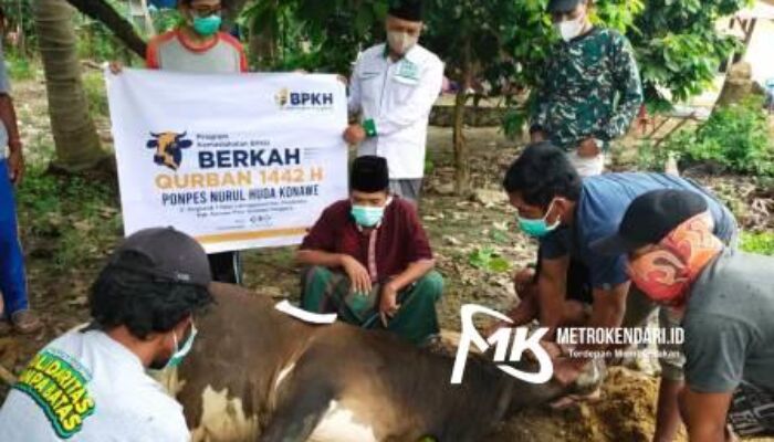 BPKH Bersama NU Care LAZISNU distribusikan 5 Ekor Sapi di Sultra