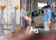 Viral TKA Mutilasi Buaya Muara di Morosi, Manajemen PT OSS Minta Maaf