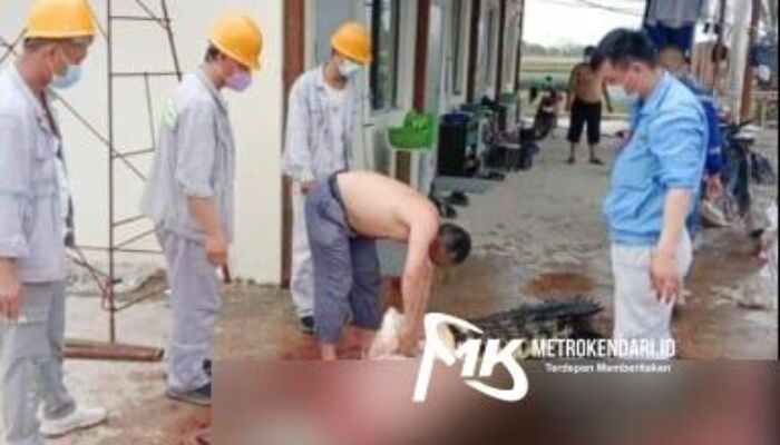 Viral TKA Mutilasi Buaya Muara di Morosi, Manajemen PT OSS Minta Maaf