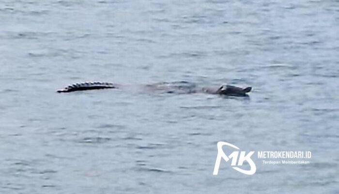 Seekor Buaya Muncul di Pelabuhan Murhum Baubau Gegerkan Warga