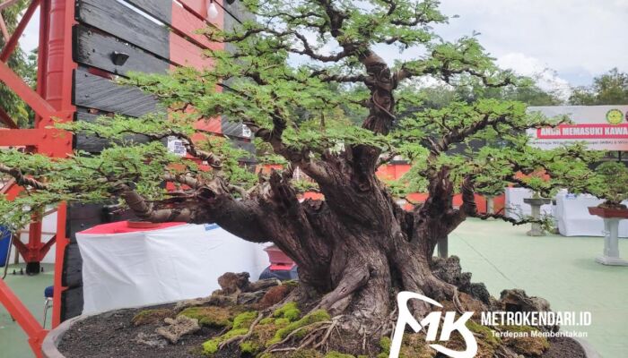 Ratusan Bonsai Berkelas Meriahkan Ajang Kontes HUT Basarnas Kendari