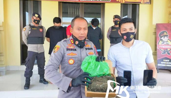 Polisi Tangkap 3 Pengedar Ganja Setengah Kg Lintas Provinsi di Kendari