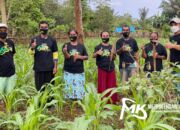 Petani Jagung di Muna Taruh Harapan Besar ke Andi Sumangerruka