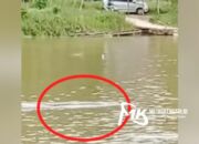 Heboh! Buaya Berukuran Raksasa Muncul  di Pincara Sungai Konawe