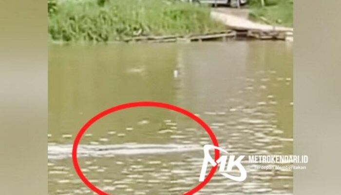 Heboh! Buaya Berukuran Raksasa Muncul  di Pincara Sungai Konawe