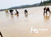 Viral! Fenomena Ribuan Ikan Terdampar di Pantai Nambo, Warga Panen Gratis