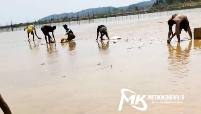 Viral! Fenomena Ribuan Ikan Terdampar di Pantai Nambo, Warga Panen Gratis