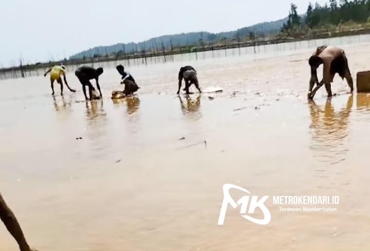 ikan terdampar di pantai