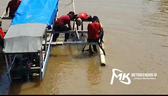 Heboh!  Seekor Lumba-lumba Terdampar di Sungai Kali Wanggu Kendari