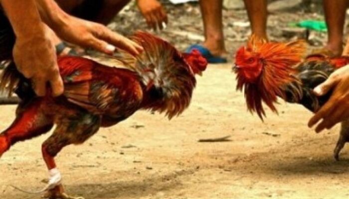 Apes! Lagi Asyik Judi Sabung Ayam, Lima Warga Konawe Diamankan Polisi