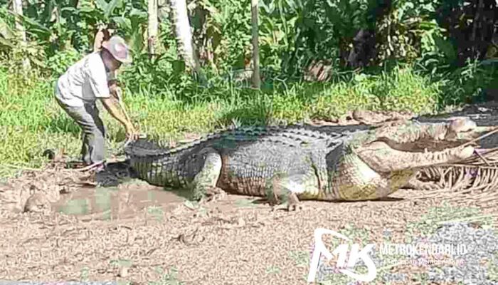 Video Viral Aksi Pria di Buton Tangkap Buaya Raksasa yang Kesasar