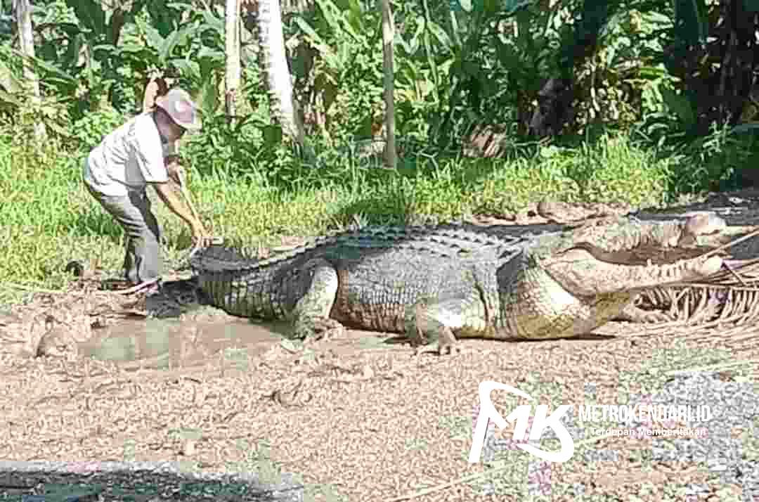 Buaya Viral