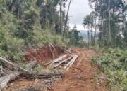 Tambang Ilegal Hingga Perambahan Hutan Semakin Marak di Morombo Pantai Konut