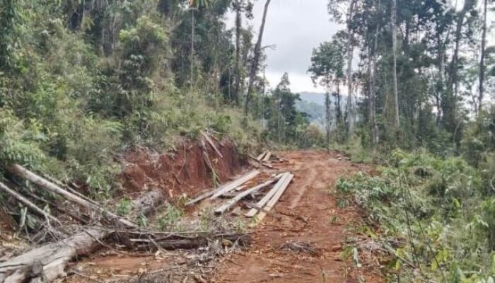 Tambang Ilegal Hingga Perambahan Hutan Semakin Marak di Morombo Pantai Konut