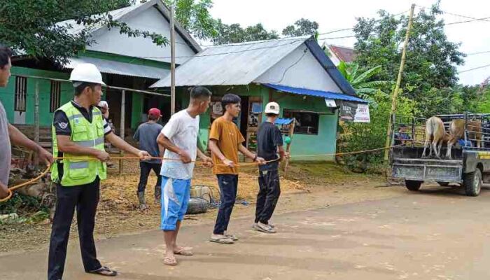 PT Gema Kreasi Perdana Serahkan Bantuan Sapi Kurban Untuk Masyarakat Lingkar Tambang