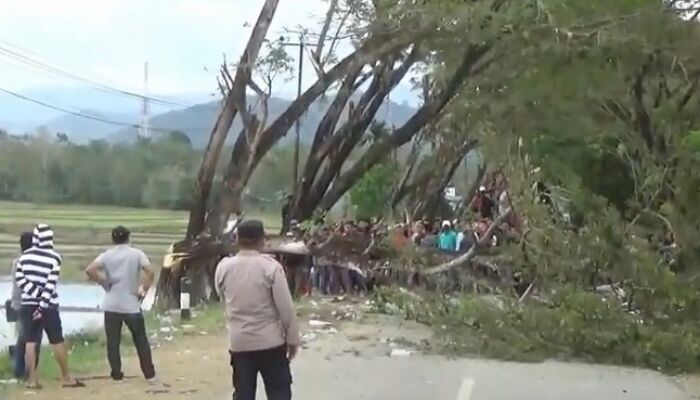 Pemilihan Wakil Bupati Kolaka Timur Ricuh, Massa Tebang Pohon Tutup Jalan