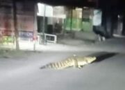 Viral, Penampakan Buaya di Jalan Raya Tengah Malam Gegerkan Warga di Muna