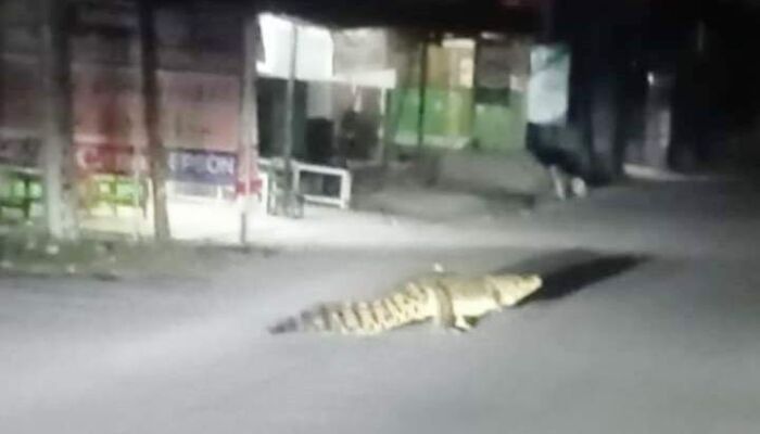 Viral, Penampakan Buaya di Jalan Raya Tengah Malam Gegerkan Warga di Muna