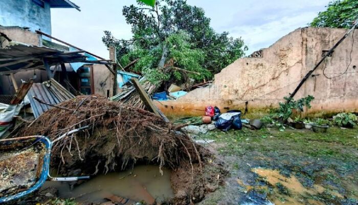 4 Orang dalam Satu Keluarga Terluka Usai Sebuah Pohon Tumbang Menimpa Rumah di Jagakarsa