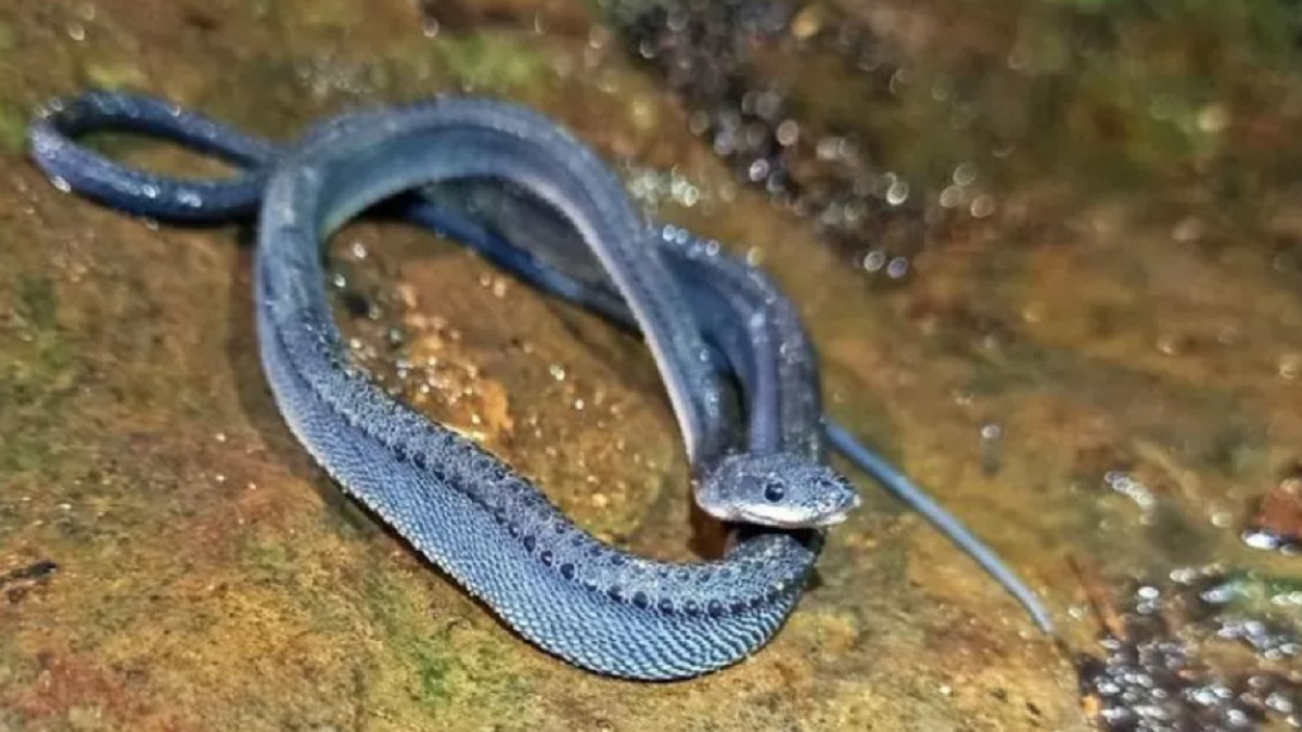 Viral Ular Naga