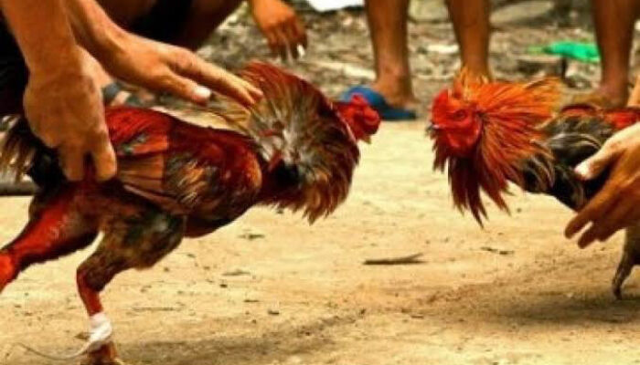 Polisi Larang Keras Ada Judi Sabung Ayam di acara Pesta Panen Butur