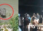 Buaya Besar Kembali Muncul di Pincara Sungai Konaweha, Warga Berdesakan Merekam Video