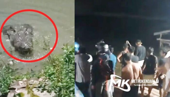 Buaya Besar Kembali Muncul di Pincara Sungai Konaweha, Warga Berdesakan Merekam Video