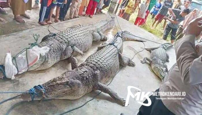 4 Ekor Buaya yang Teror Warga di Konsel Berhasil Ditangkap, 2 Diantaranya Mati