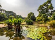 Mengenal Kebun Botani, Pusat Penangkaran Tumbuhan yang Dilindungi di Indonesia