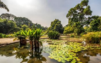 Kebun Botani