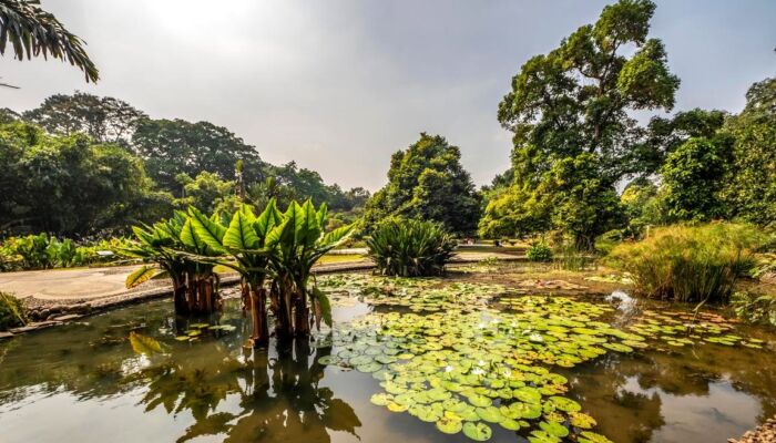 Mengenal Kebun Botani, Pusat Penangkaran Tumbuhan yang Dilindungi di Indonesia