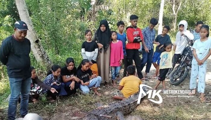 Wanita di Butur Nyaris Tewas Diterkam Buaya Saat Cari Kerang Sungai