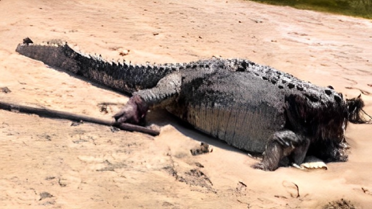 Buaya Tanpa Kepala