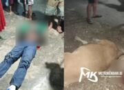 Seorang Pengendara Motor Luka Parah Usai Tabrak Sapi di Konawe