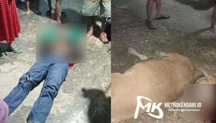 Seorang Pengendara Motor Luka Parah Usai Tabrak Sapi di Konawe