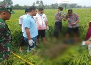 Tragis! Wanita Bugil di Cilacap Diperkosa Usai Dibunuh dan Dibuang ke Sawah