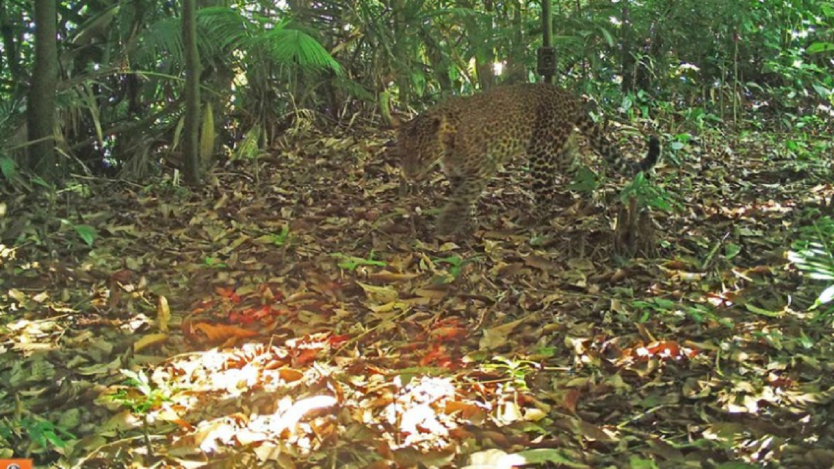 Macan Tutul