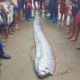 Ikan Gempa Oarfish