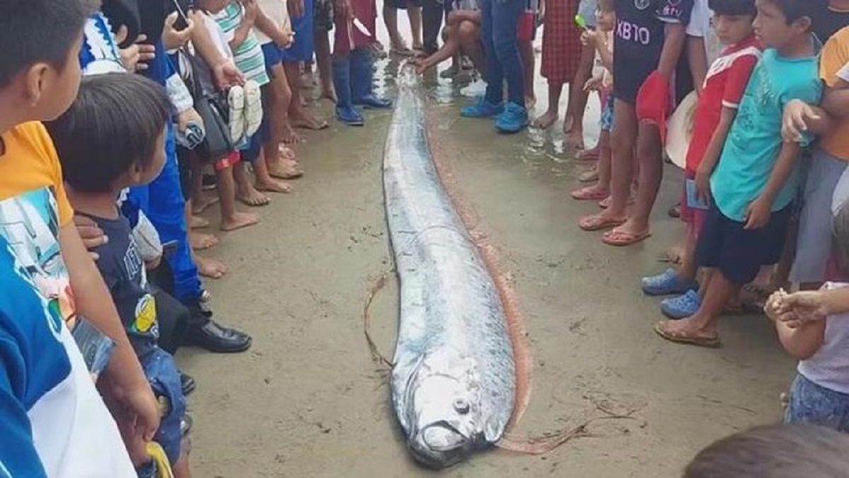 Ikan Gempa Oarfish