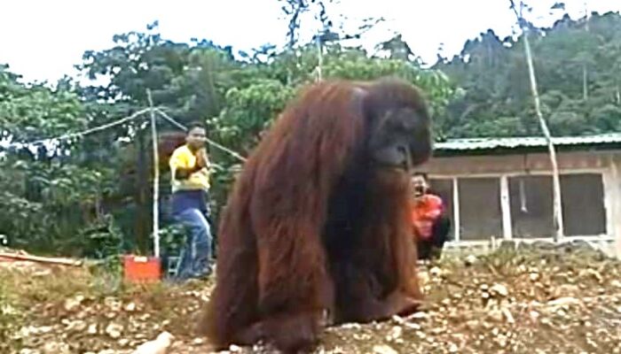 Video Viral Orang Utan di Lokasi Tambang Konawe Ternyata Hoaks