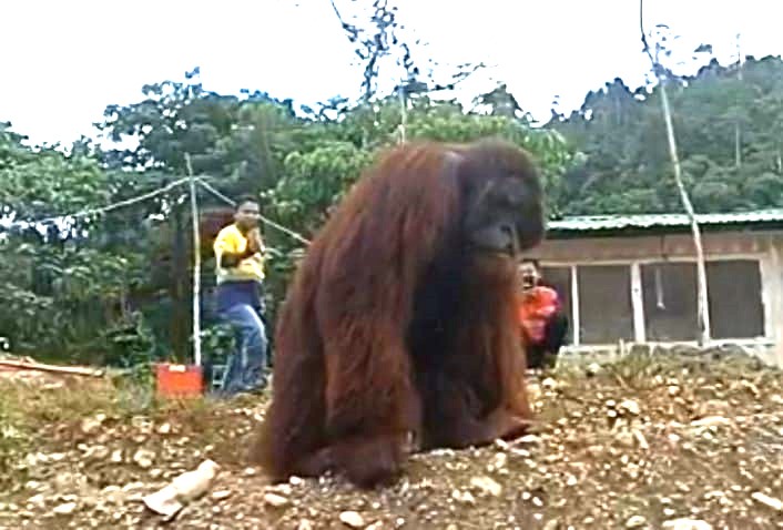 Viral Orang Utan