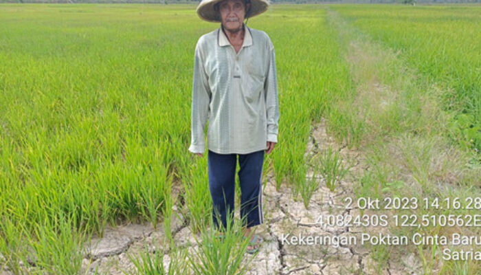 Kemarau Ekstrem, Petani di Kecamatan Baruga Terancam Gagal Panen