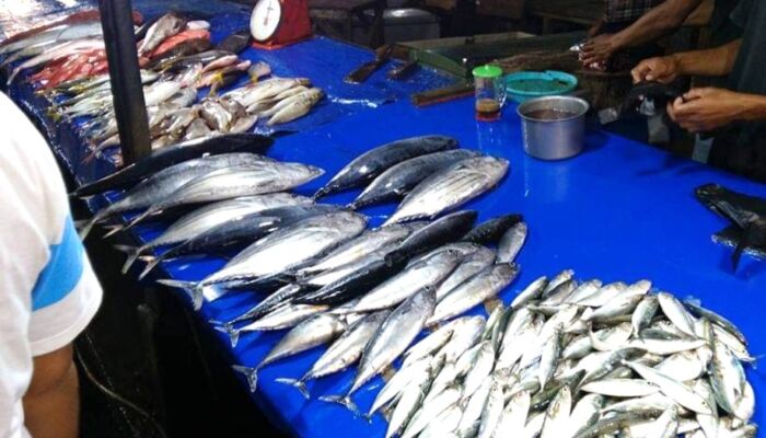 Update Daftar Harga Ikan Terbaru di Pasar Pelelangan Sodoha Kendari