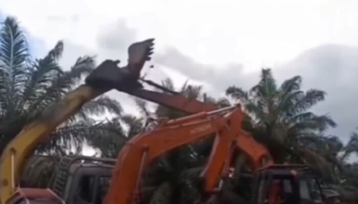 Viral! Duel Ekskavator di Riau Ini Bikin Heboh Warganet