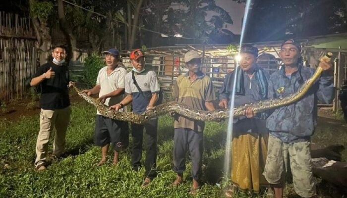 Diduga Habis Memangsa Kucing, Ular Sanca ‘Gendut’ Ini Bikin Geger Warga Bekasi