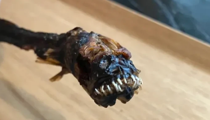 Menyeramkan! Camilan Belut di Jepang Ini Tampilannya Mirip Alien